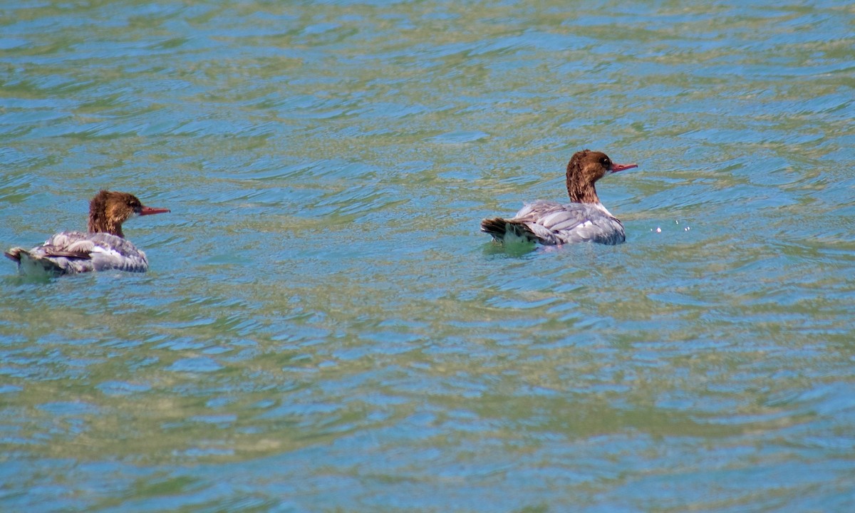 Common Merganser - ML638741124
