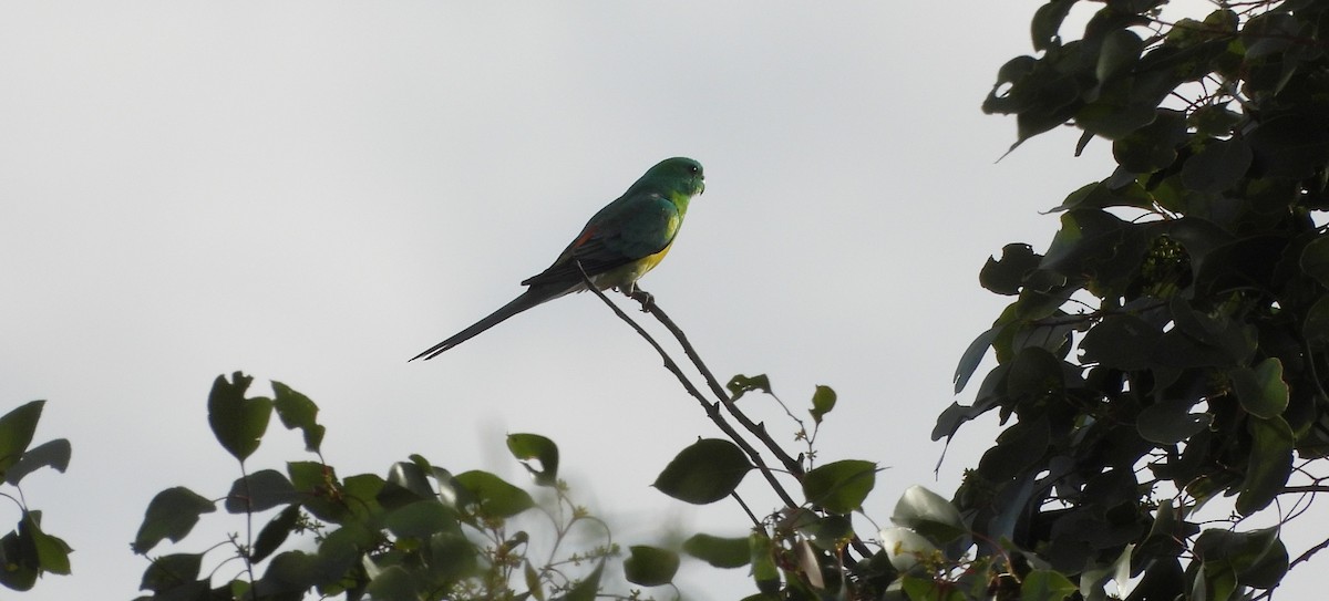 Red-rumped Parrot - ML638741126