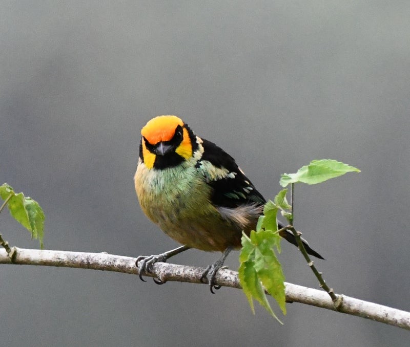 Flame-faced Tanager - ML638741127