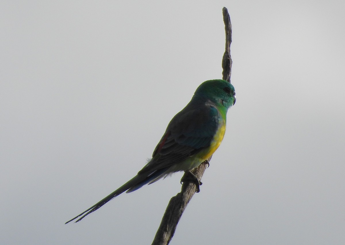 Red-rumped Parrot - ML638741130