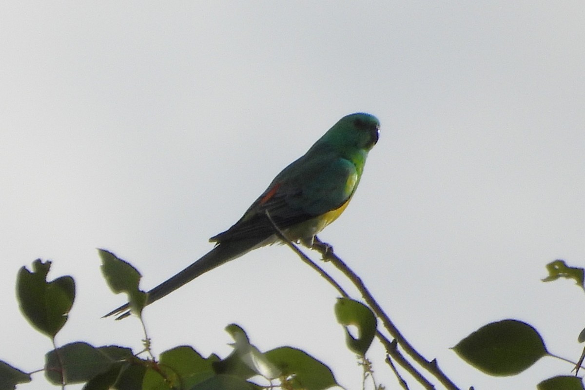 Red-rumped Parrot - ML638741131