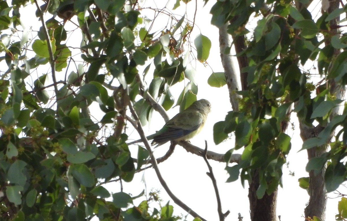 Red-rumped Parrot - ML638741132