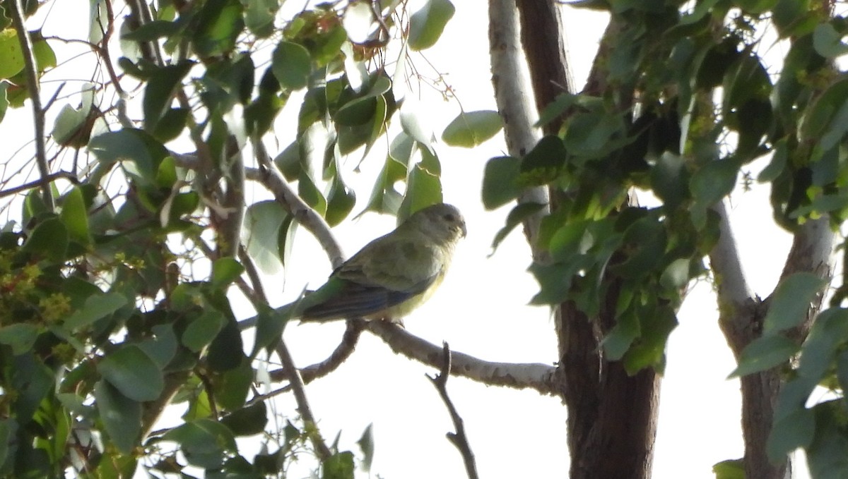 Red-rumped Parrot - ML638741133
