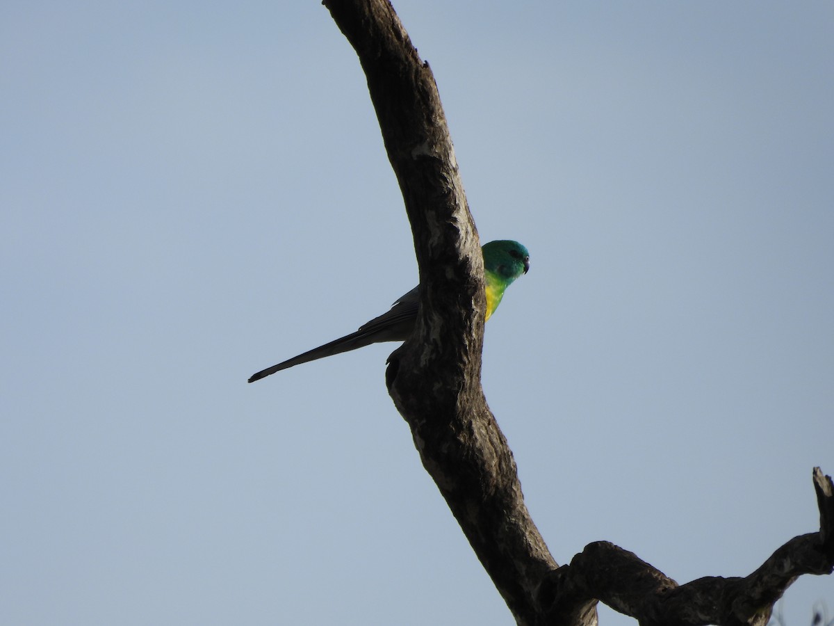 Red-rumped Parrot - ML638741135