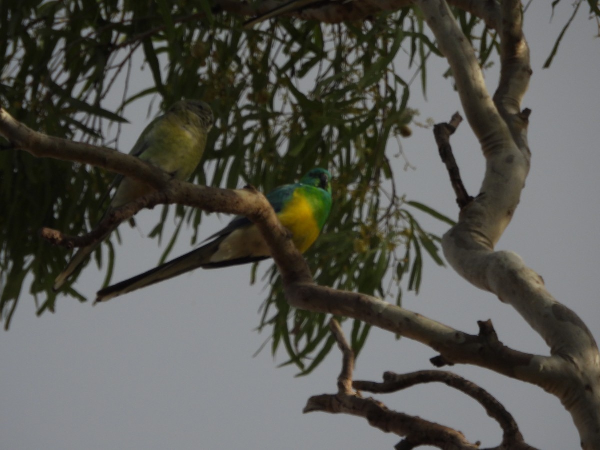 Red-rumped Parrot - ML638741136