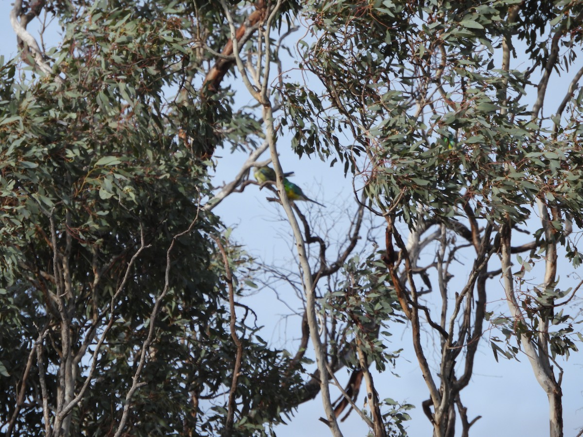 Red-rumped Parrot - ML638741137
