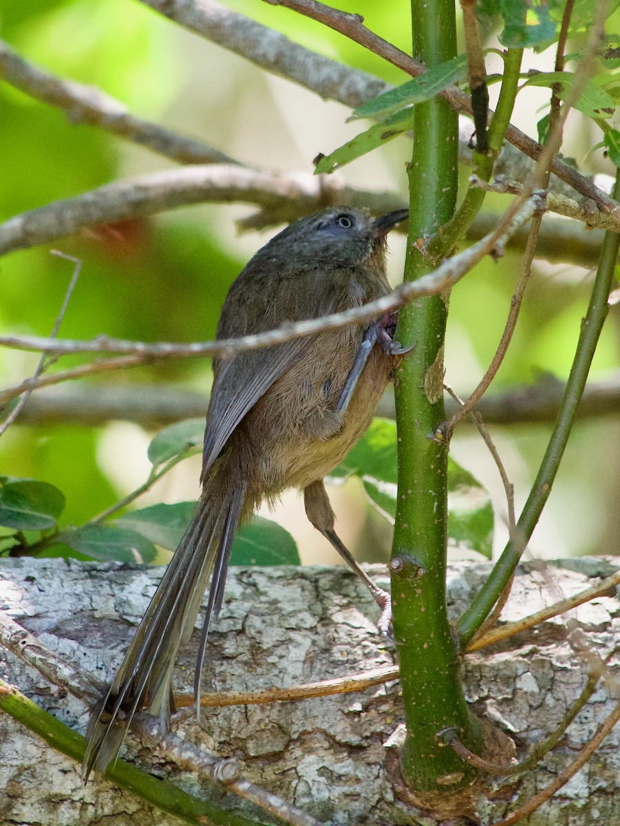 Wrentit - ML638741140