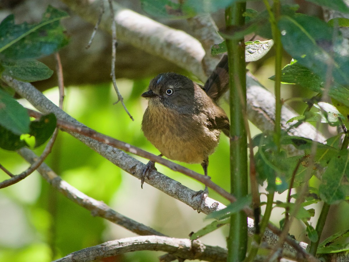 Wrentit - ML638741161