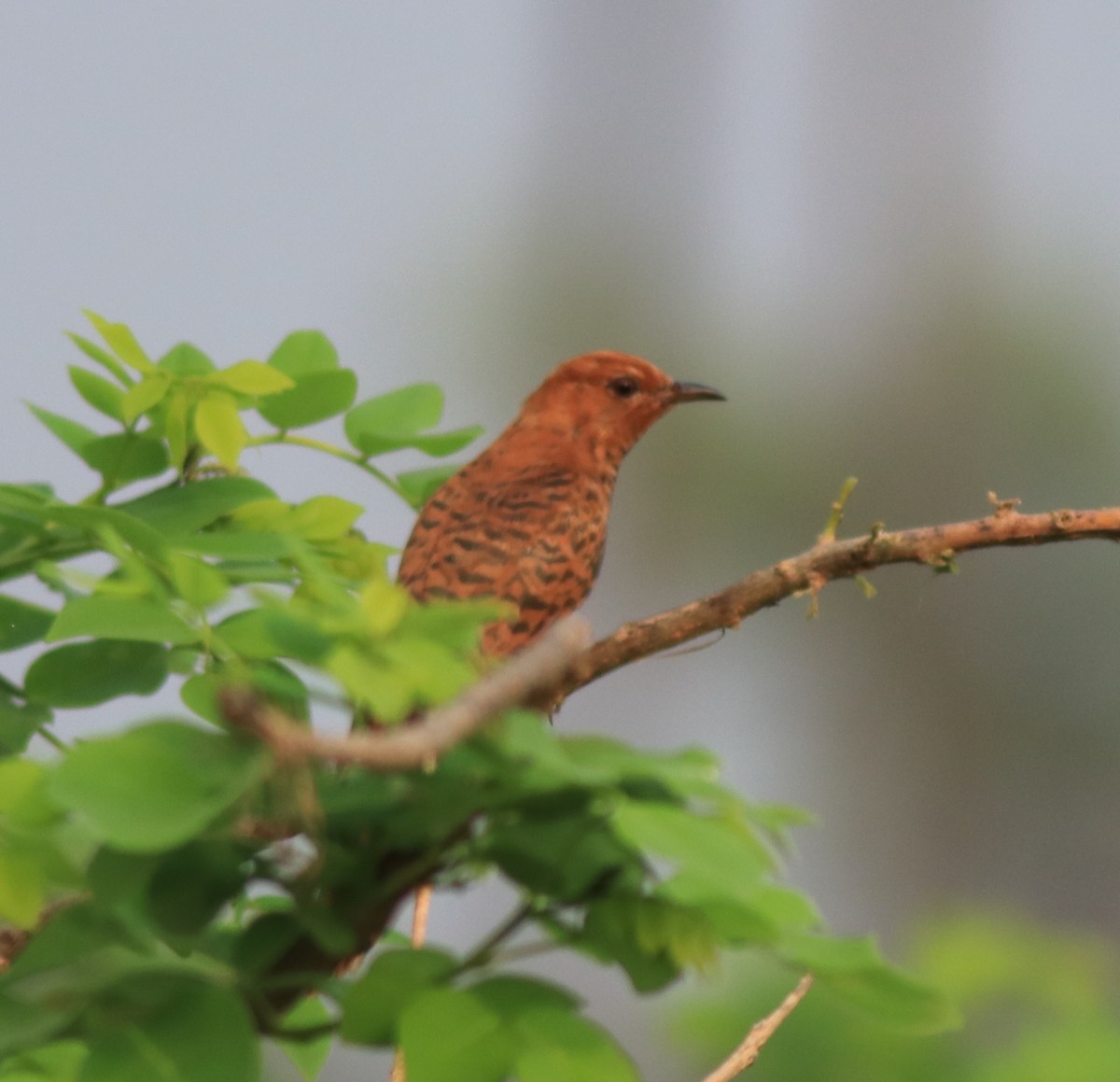 Gray-bellied Cuckoo - ML638741166