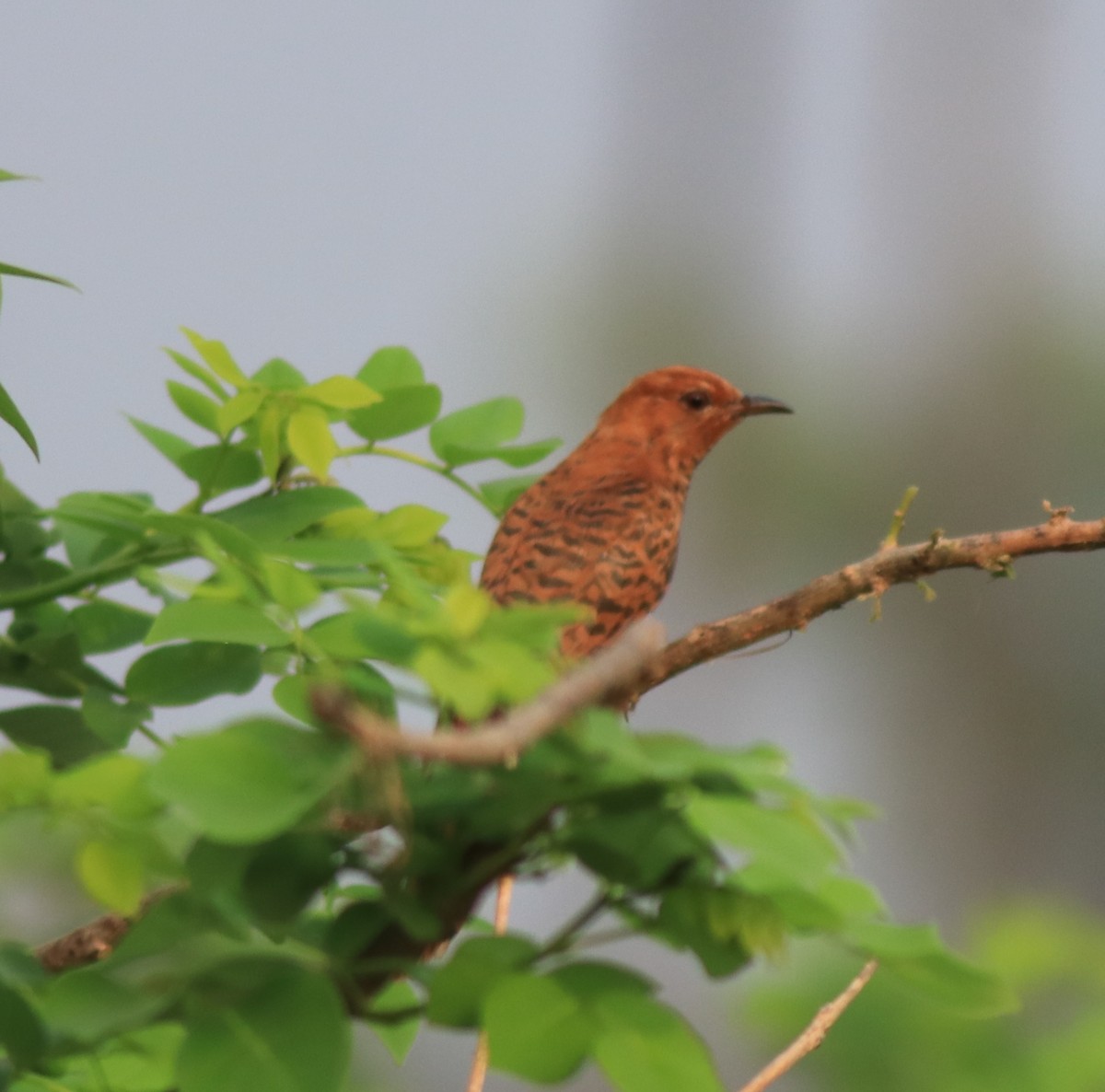 Gray-bellied Cuckoo - ML638741167