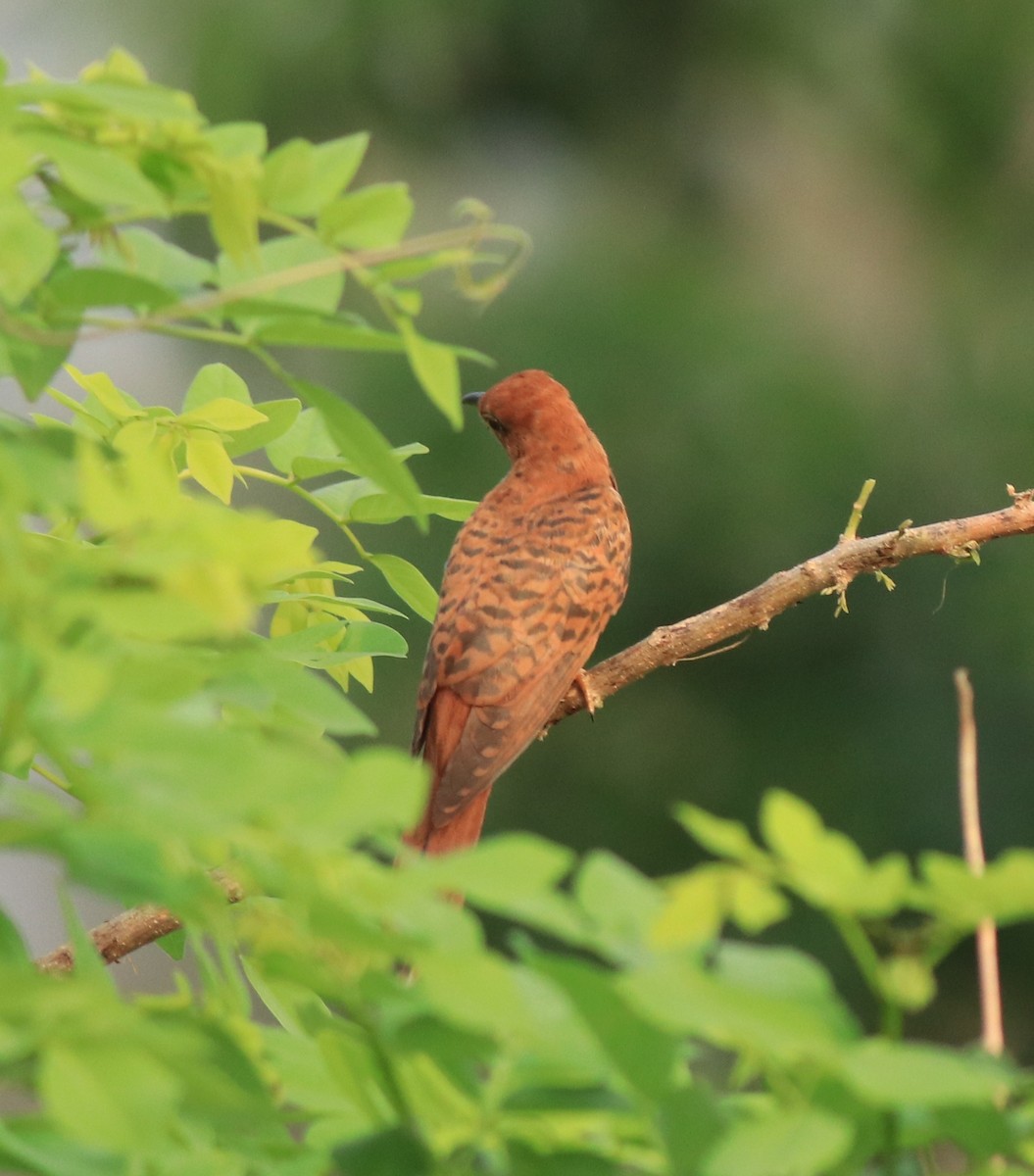 Gray-bellied Cuckoo - ML638741169