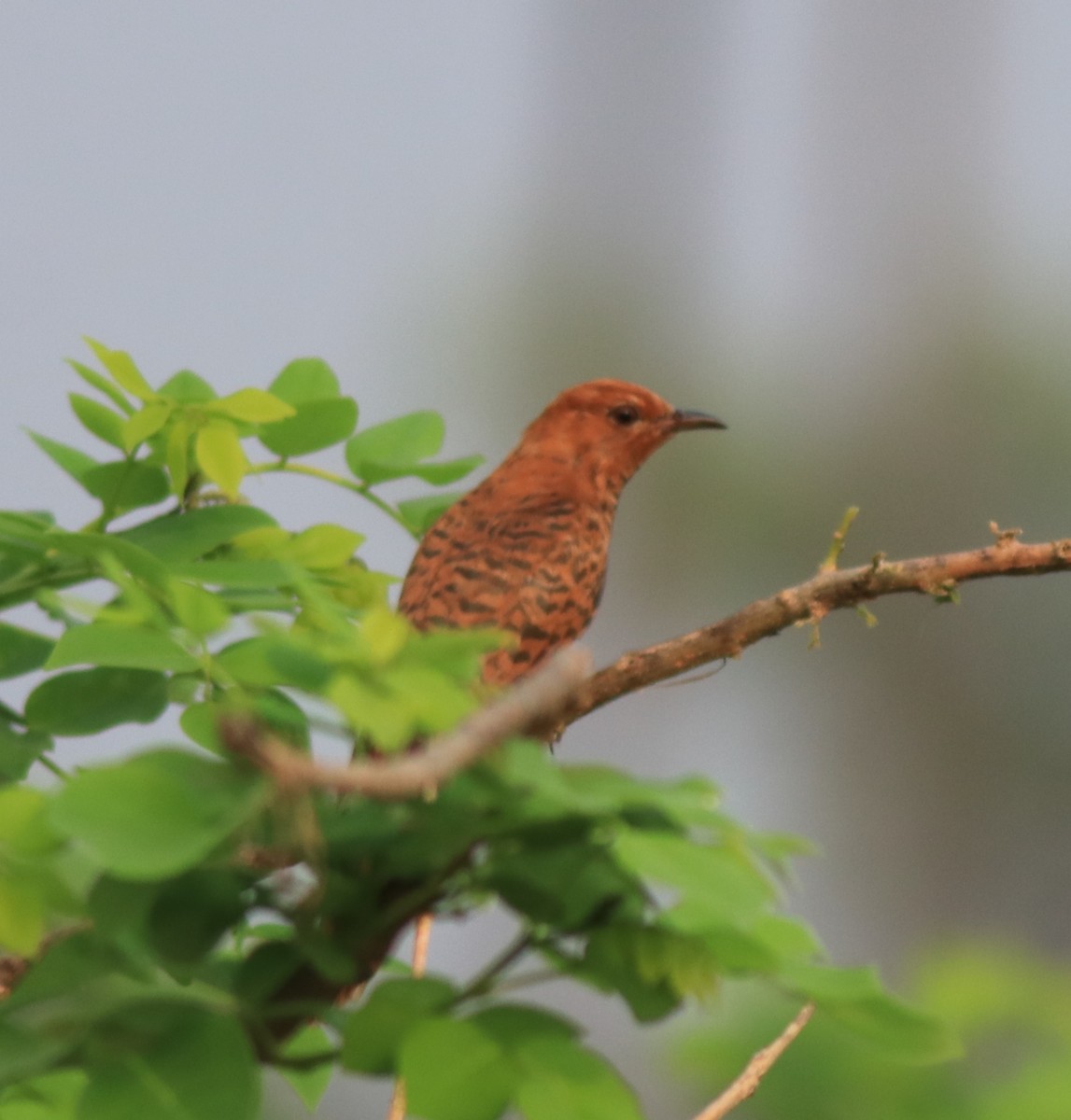 Gray-bellied Cuckoo - ML638741170