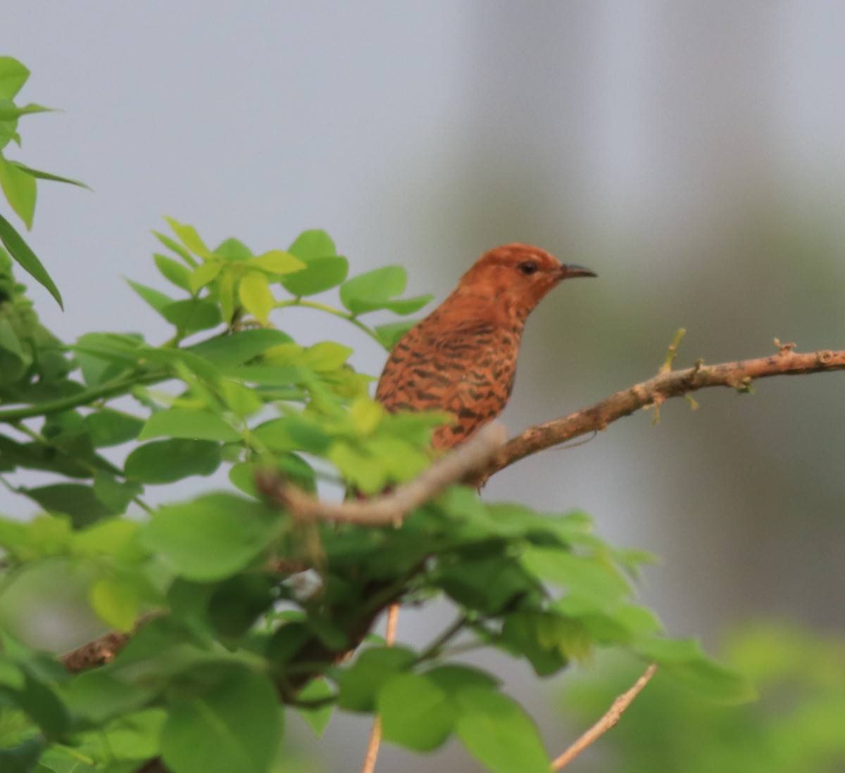Gray-bellied Cuckoo - ML638741171