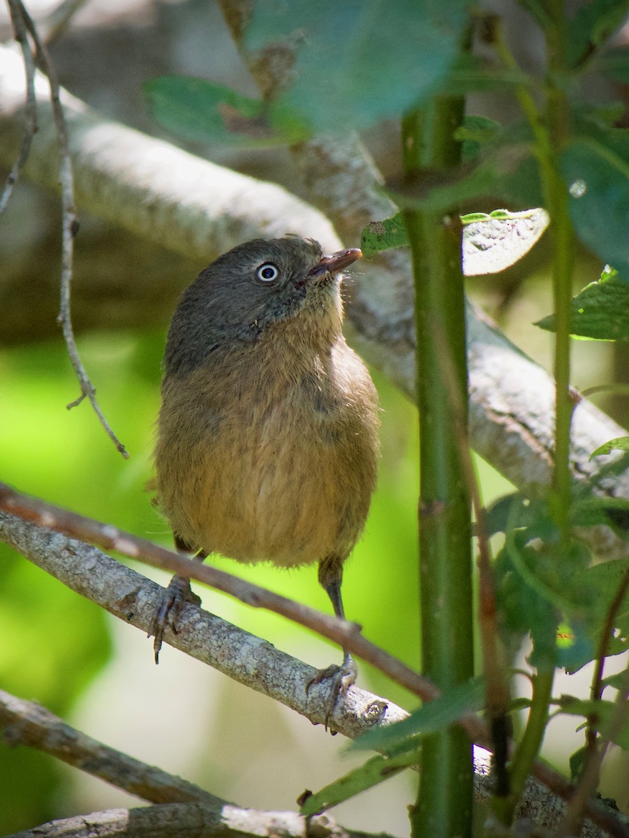Wrentit - ML638741174