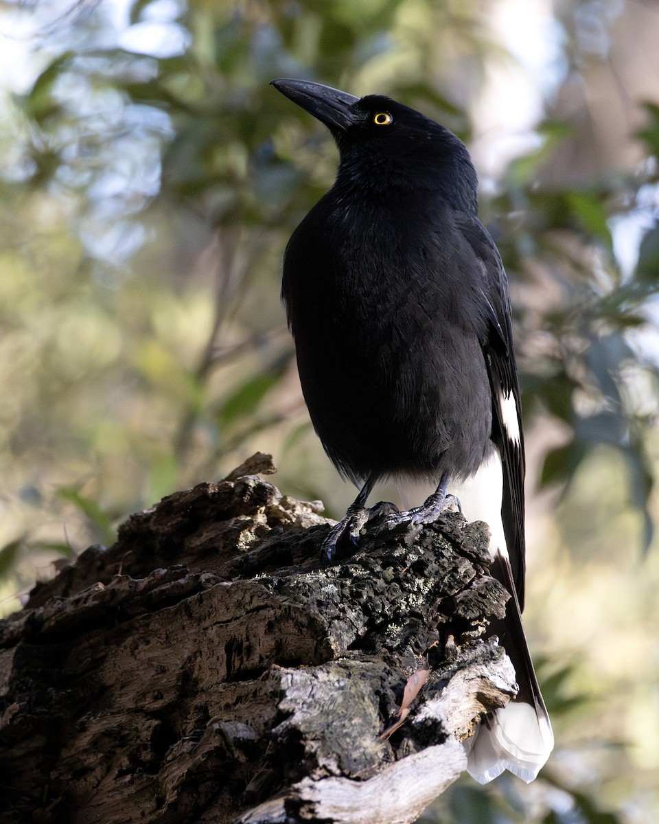 Pied Currawong - ML638741175