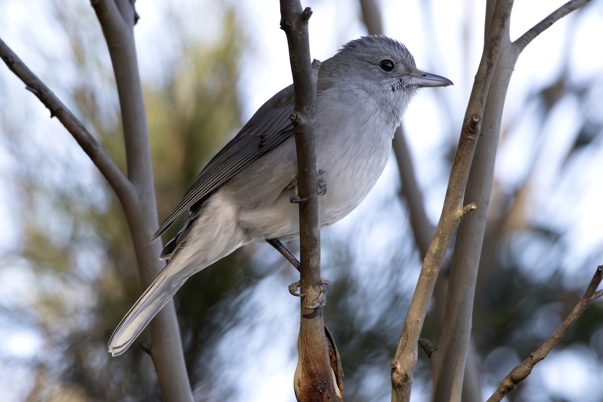 Gray Shrikethrush - ML638741176