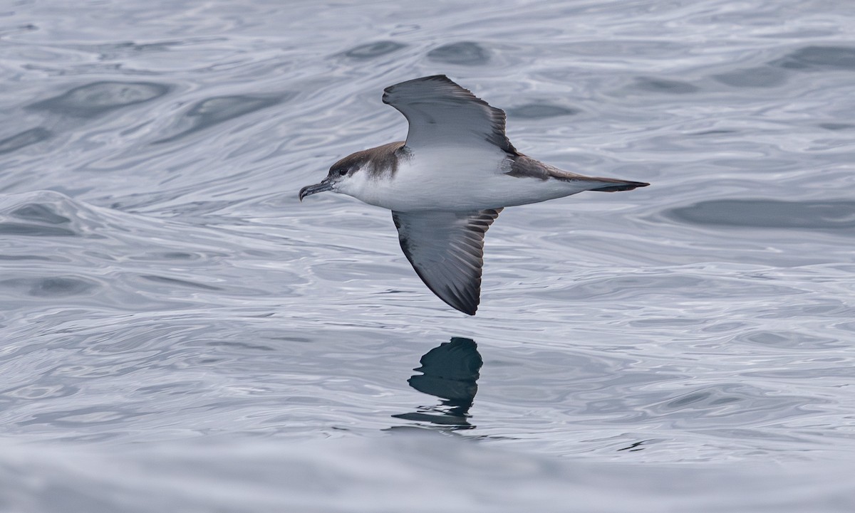 Buller's Shearwater - ML638741187