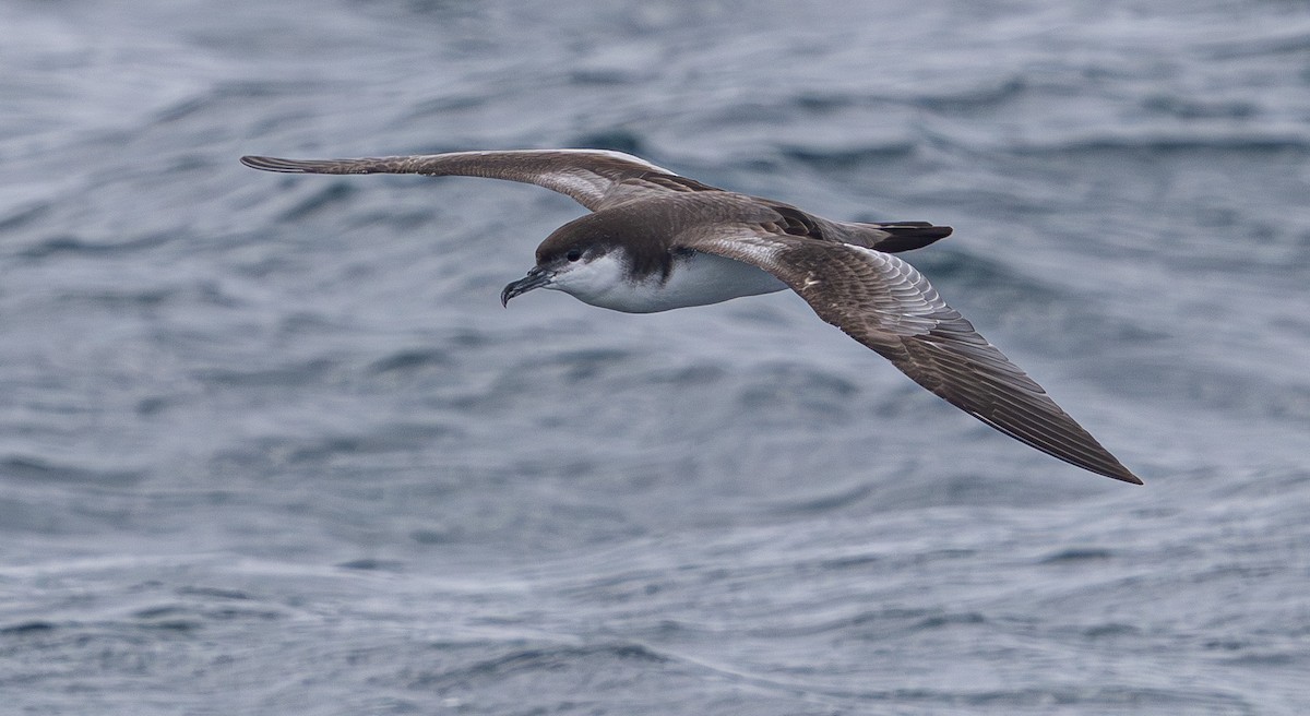 Buller's Shearwater - ML638741188