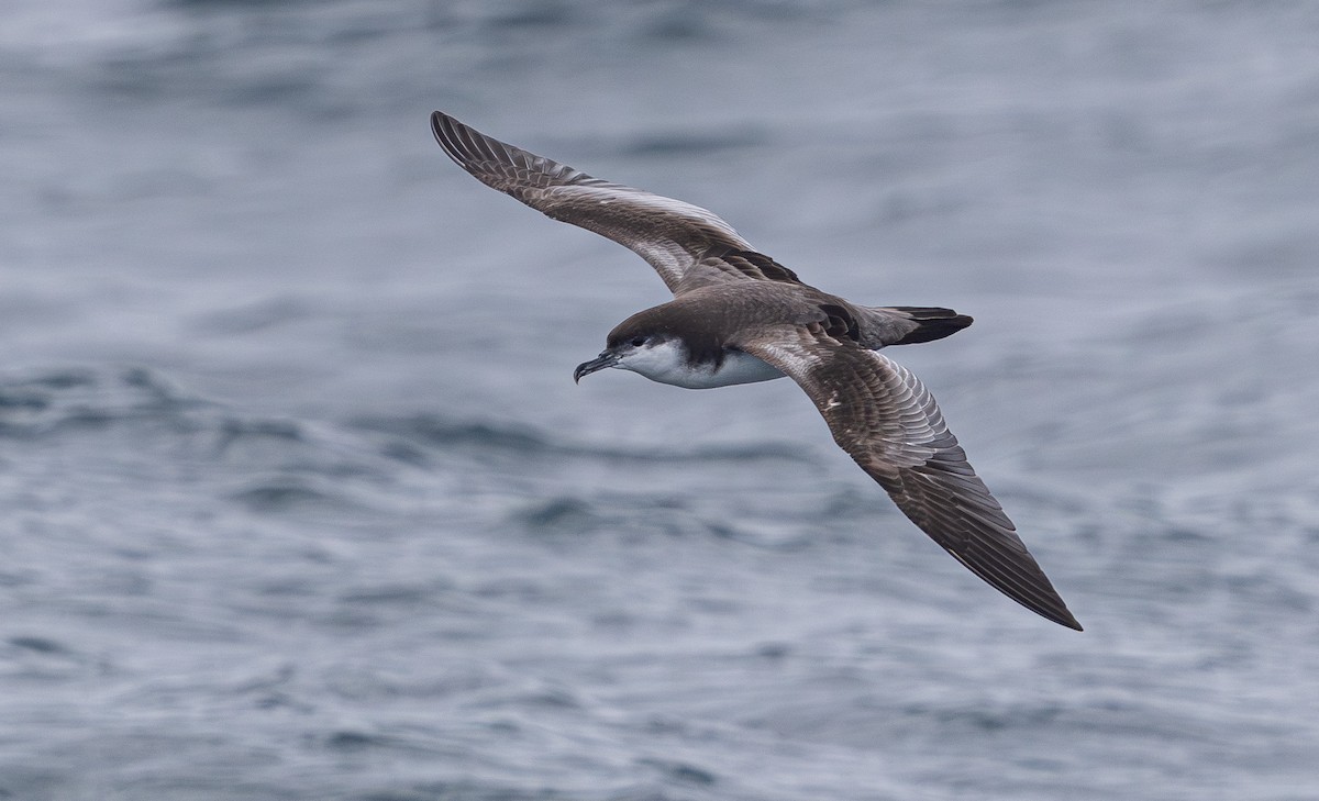 Buller's Shearwater - ML638741190