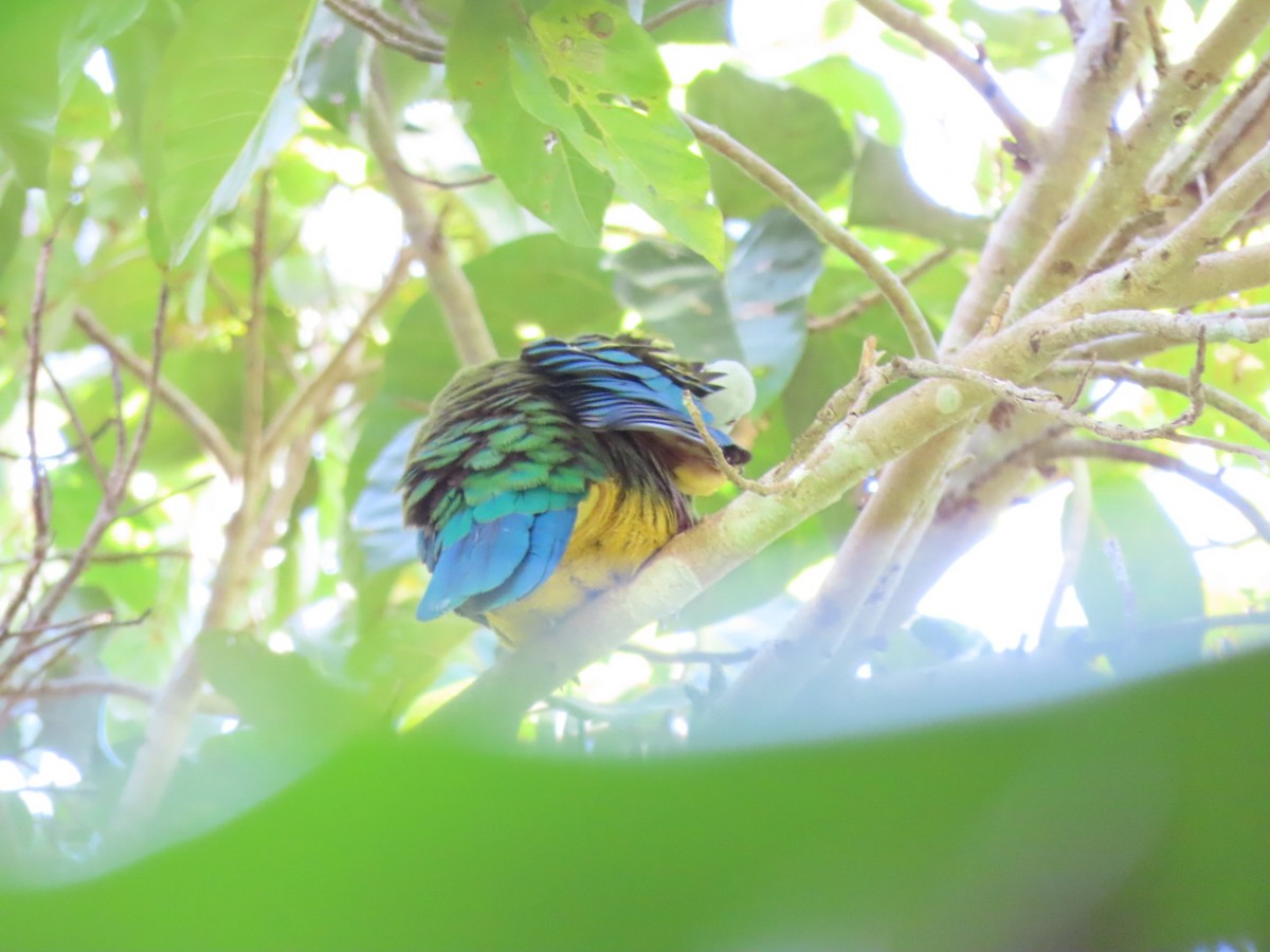 Wompoo Fruit-Dove - ML638741192