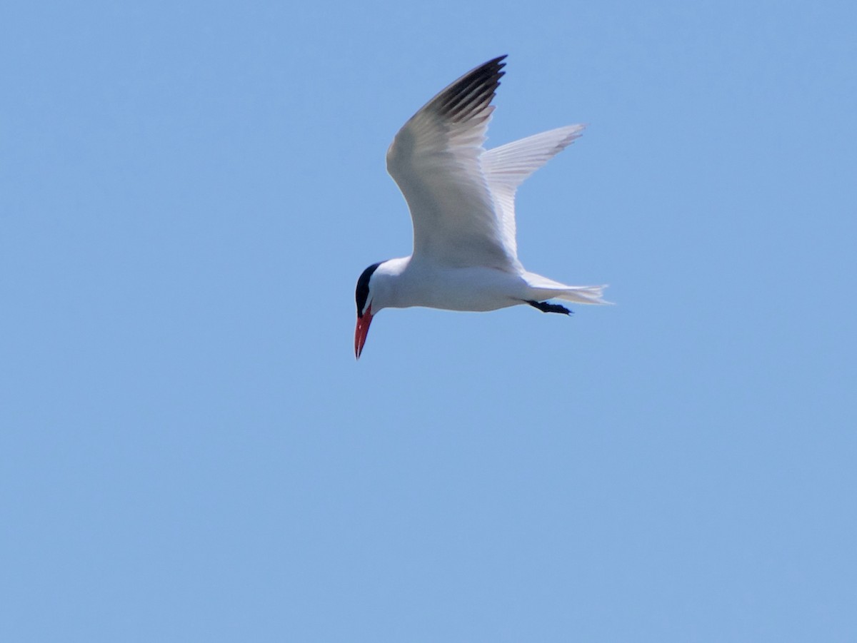 裏海燕鷗 - ML638741198