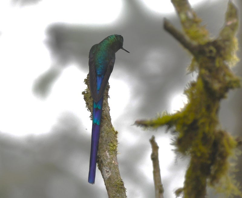 Violet-tailed Sylph - ML638741200