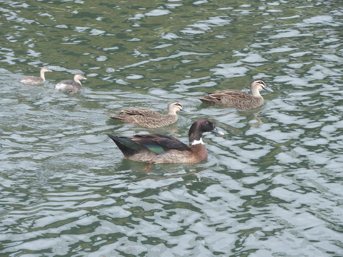 Fehlfarben-Stockente/Hausente - ML638741204