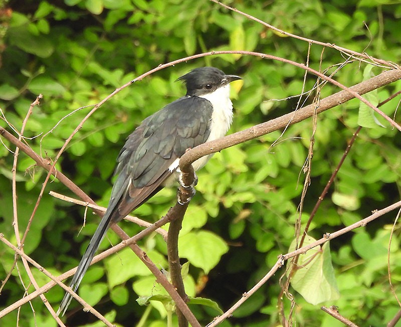斑翅鳳頭鵑 - ML638741205
