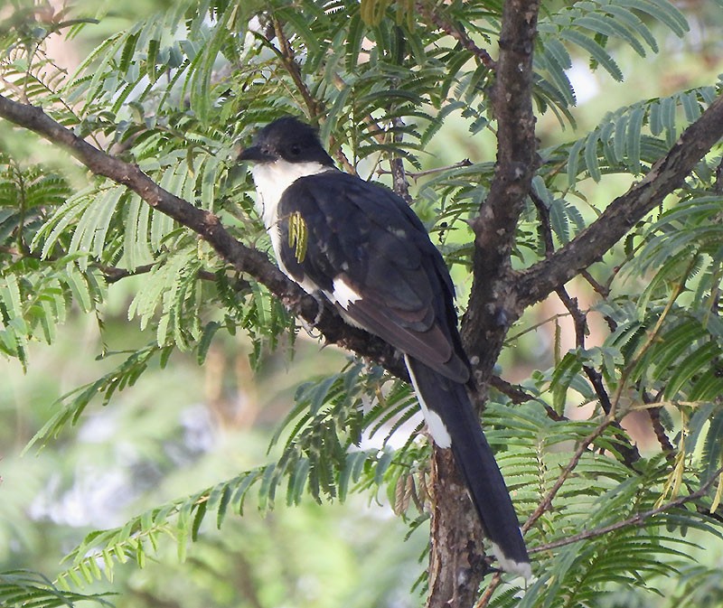 斑翅鳳頭鵑 - ML638741206