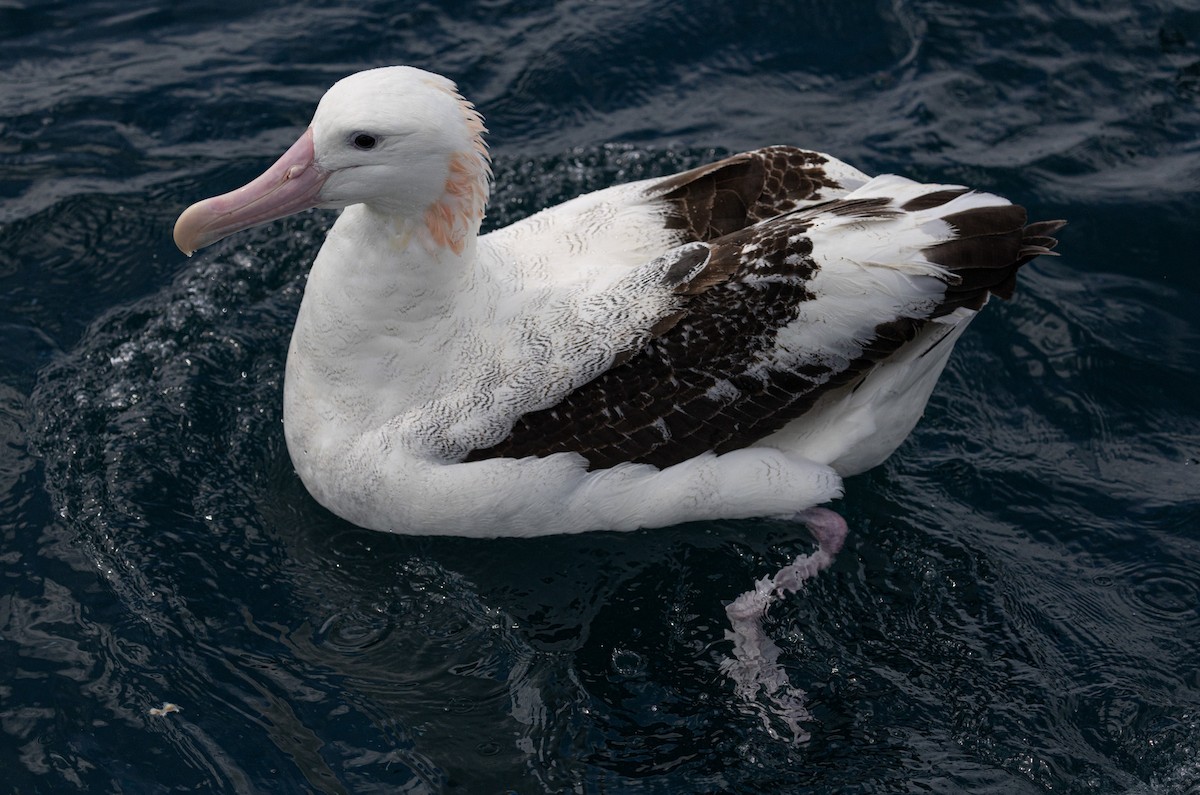 Antipodean Albatross (Gibson's) - ML638741219