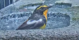 Narcissus Flycatcher - ML638741228