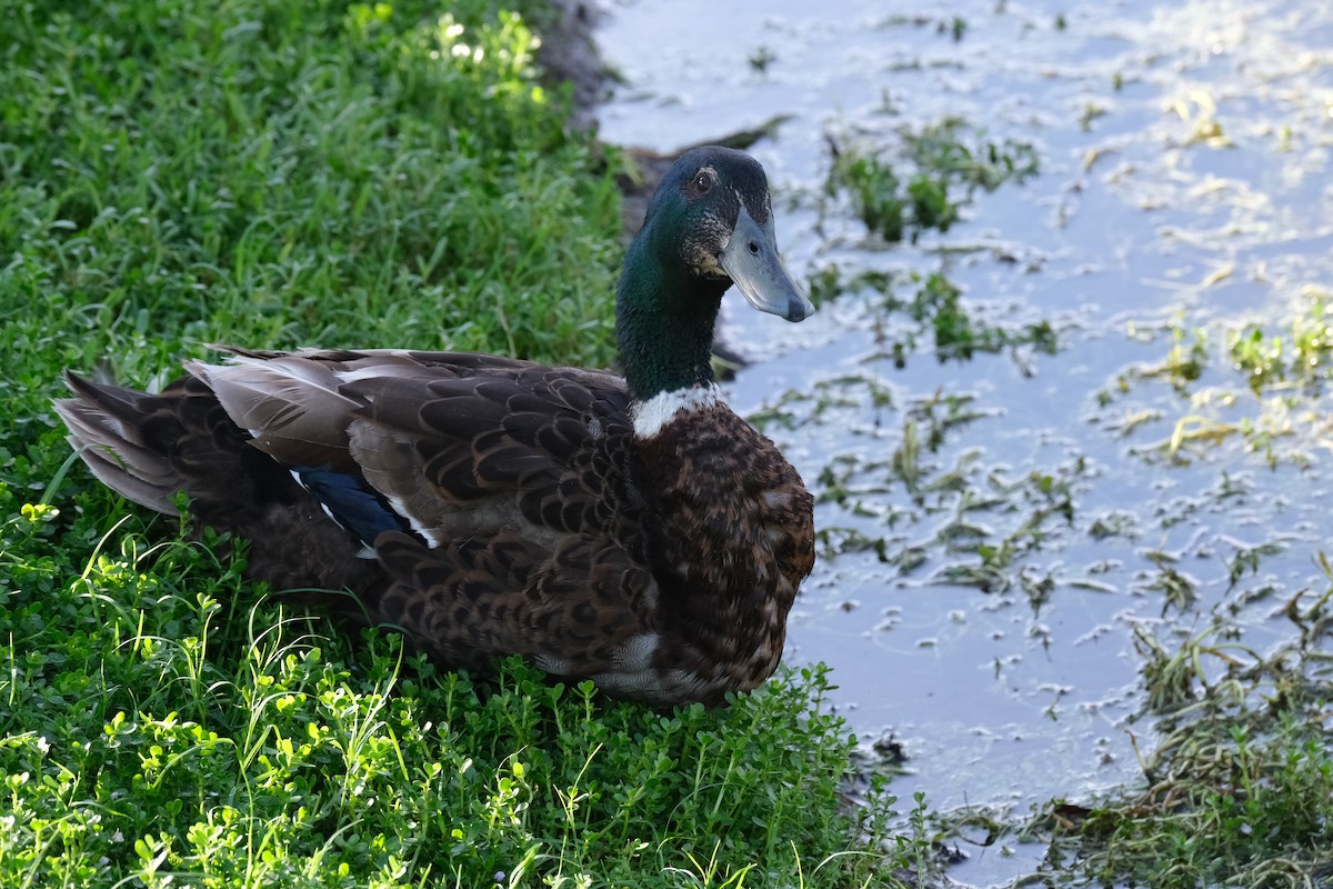 Fehlfarben-Stockente/Hausente - ML638741235