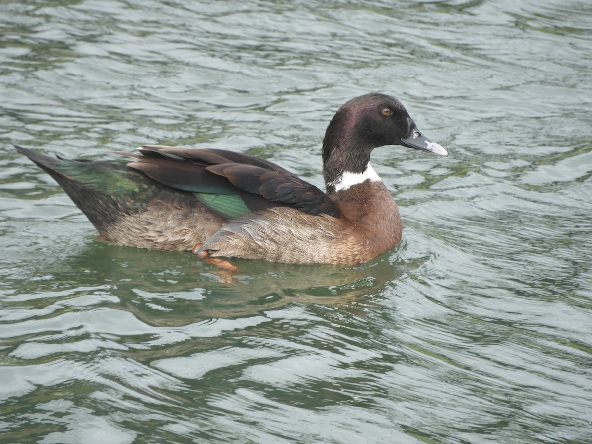 Fehlfarben-Stockente/Hausente - ML638741236