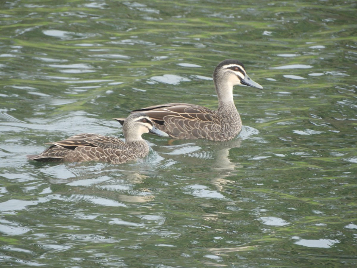 Pacific Black Duck - ML638741248