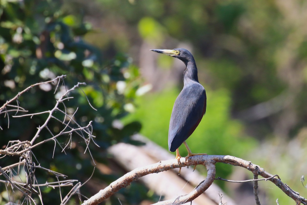 クロアマサギ - ML638741257