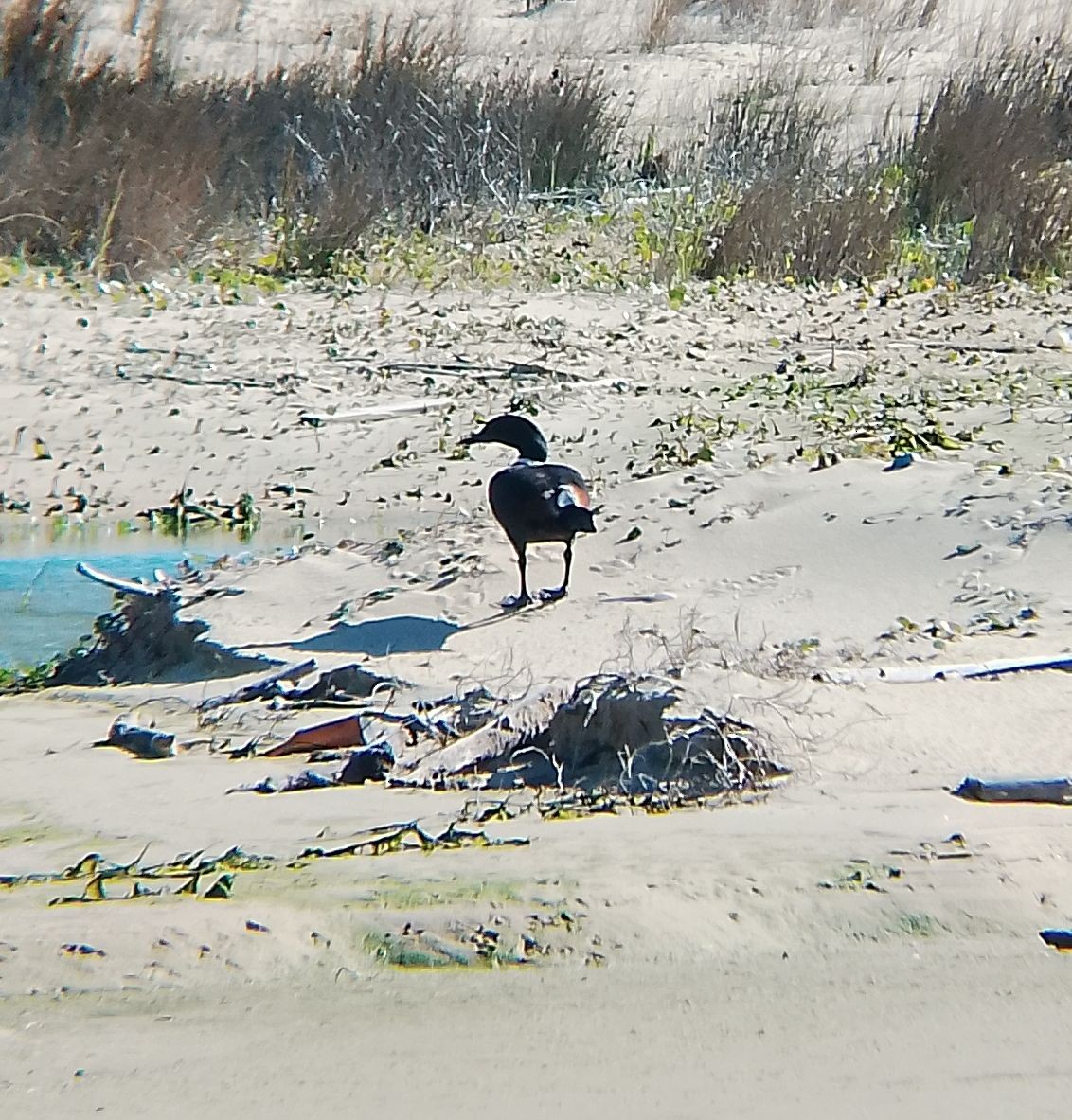 Australian Shelduck - ML638741266