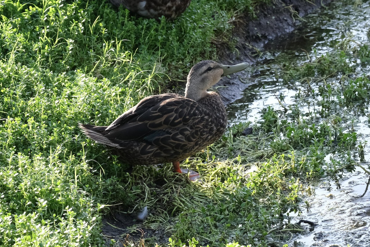 マダラガモ - ML638741274