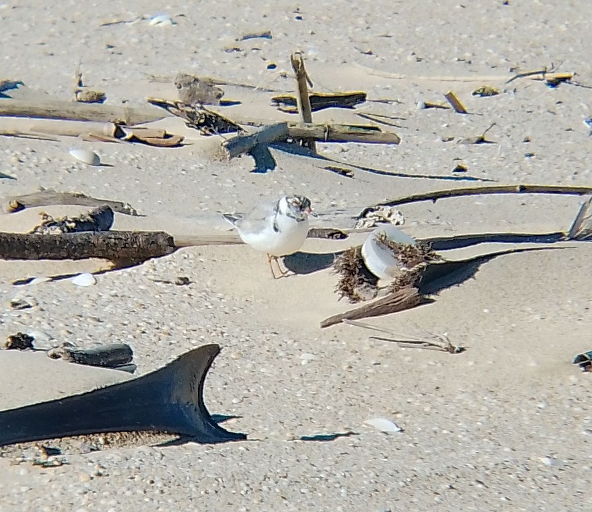 Hooded Plover - ML638741283