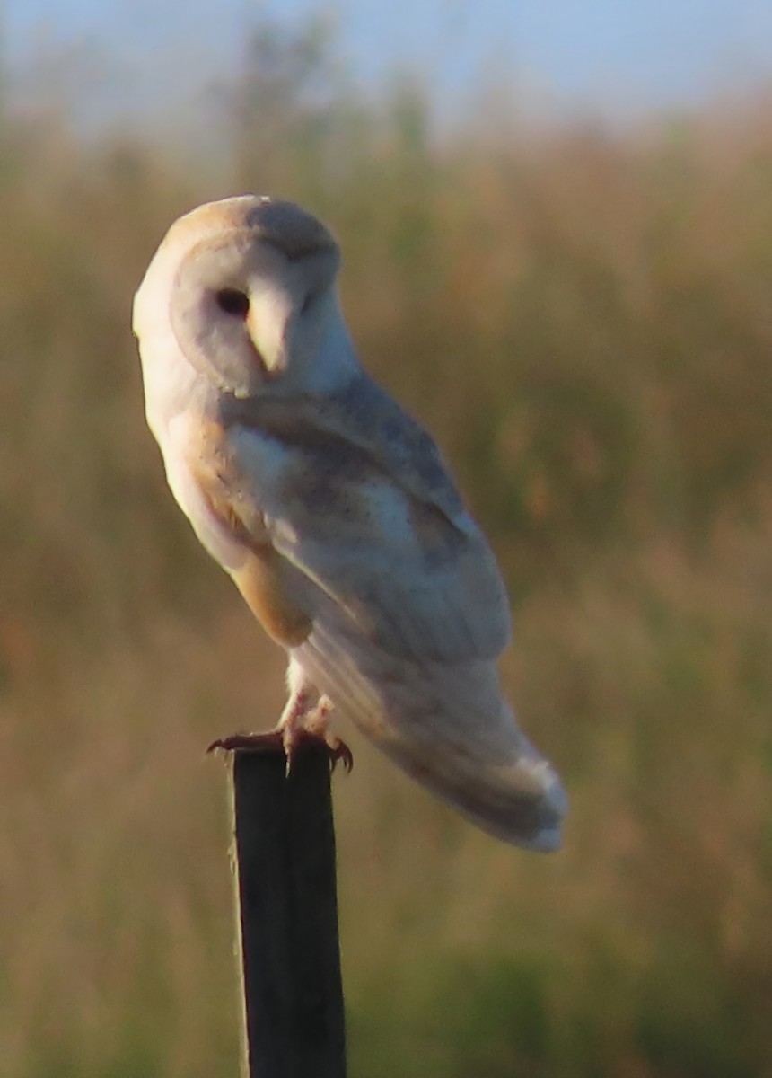 Western Barn Owl - ML638741303