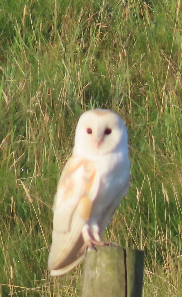Western Barn Owl - ML638741305