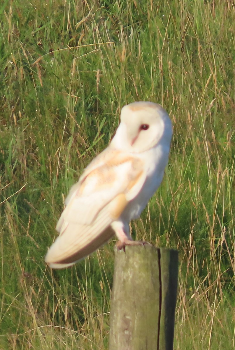 Western Barn Owl - ML638741306