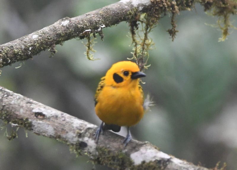 Golden Tanager - ML638741307