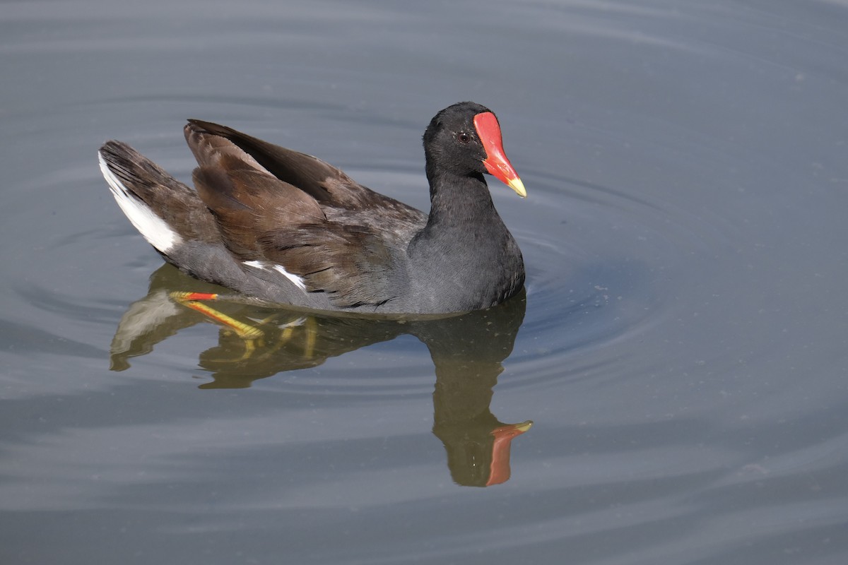Common Gallinule - ML638741310