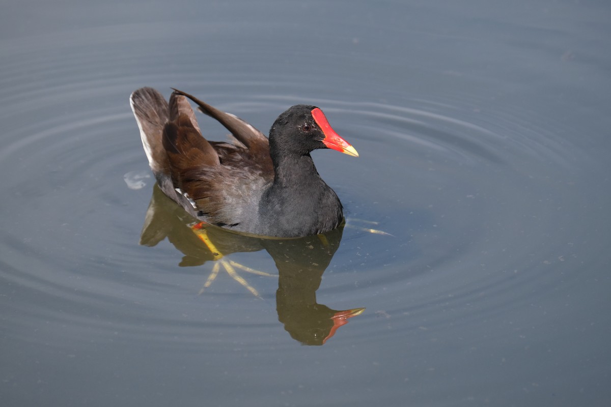Common Gallinule - ML638741311