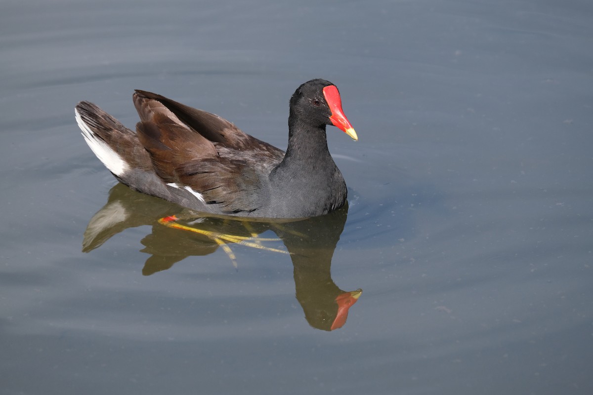 Common Gallinule - ML638741312