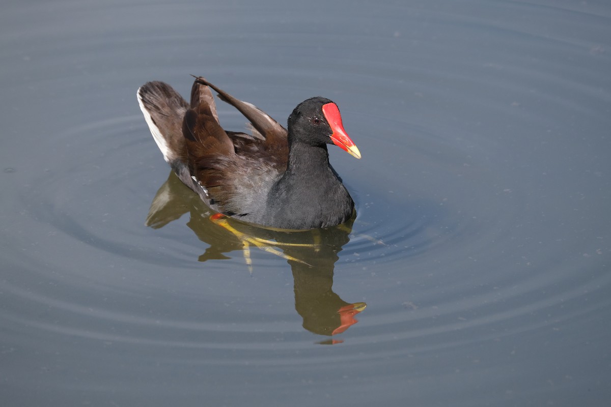 Common Gallinule - ML638741313