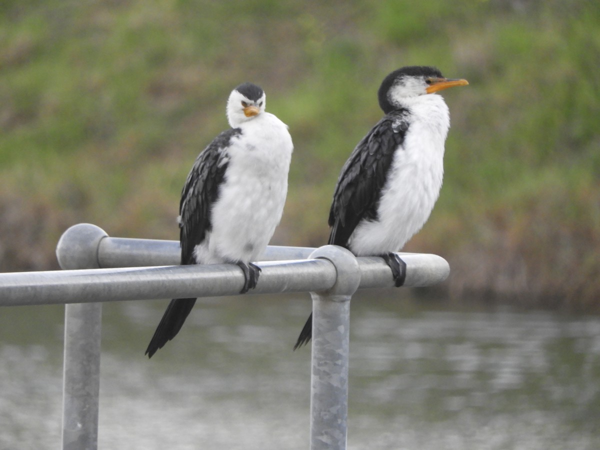 Little Pied Cormorant - ML638741314