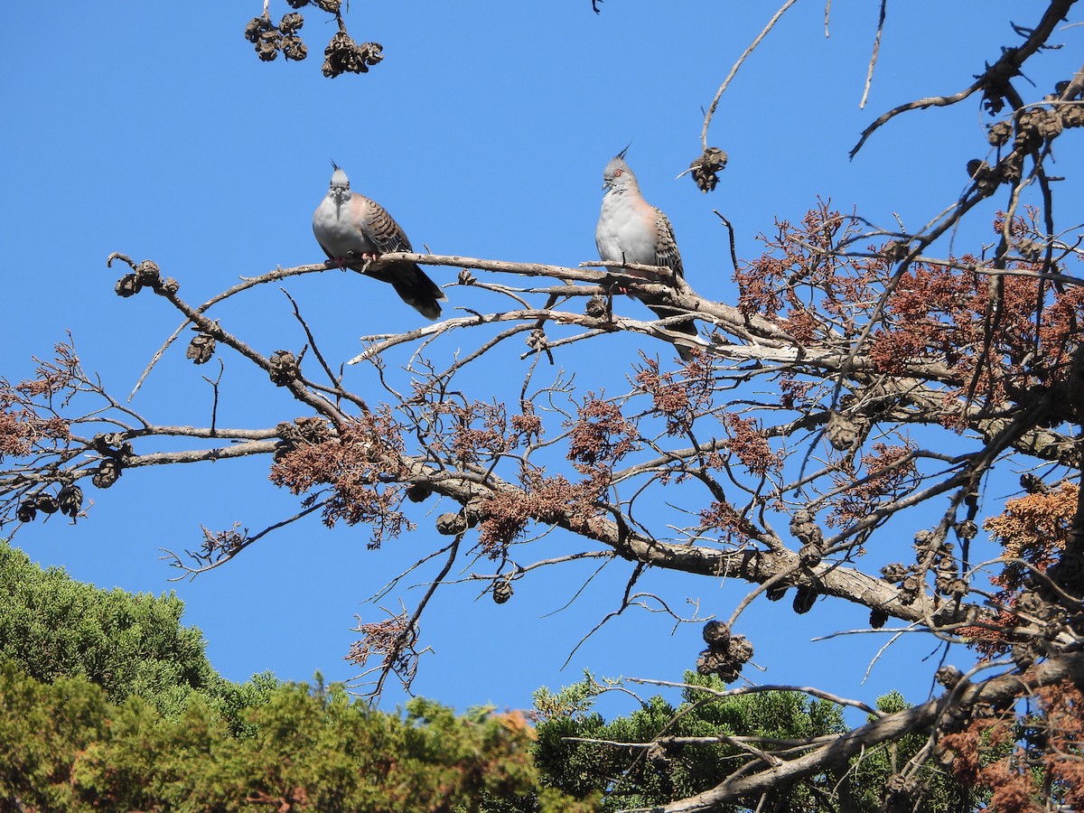 Crested Pigeon - ML638741316