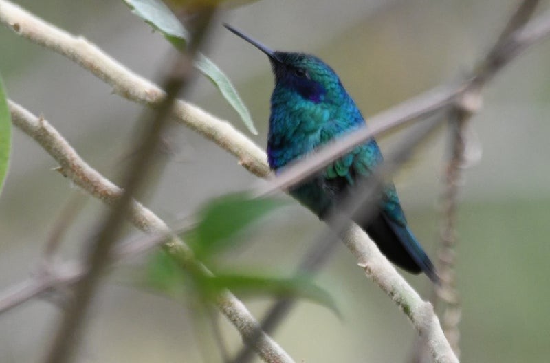 Lesser Violetear - ML638741322