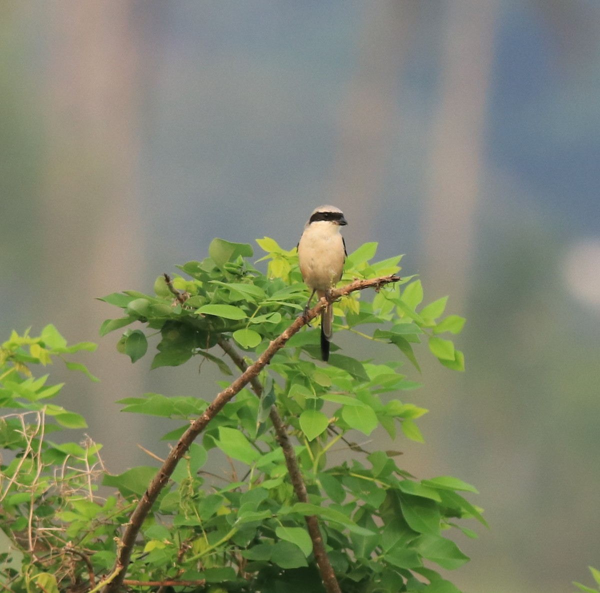 Long-tailed Shrike - ML638741323